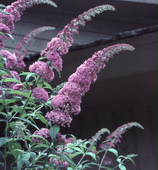 Online Plant Guide - Buddleia alternifolia / Butterfly Bush
